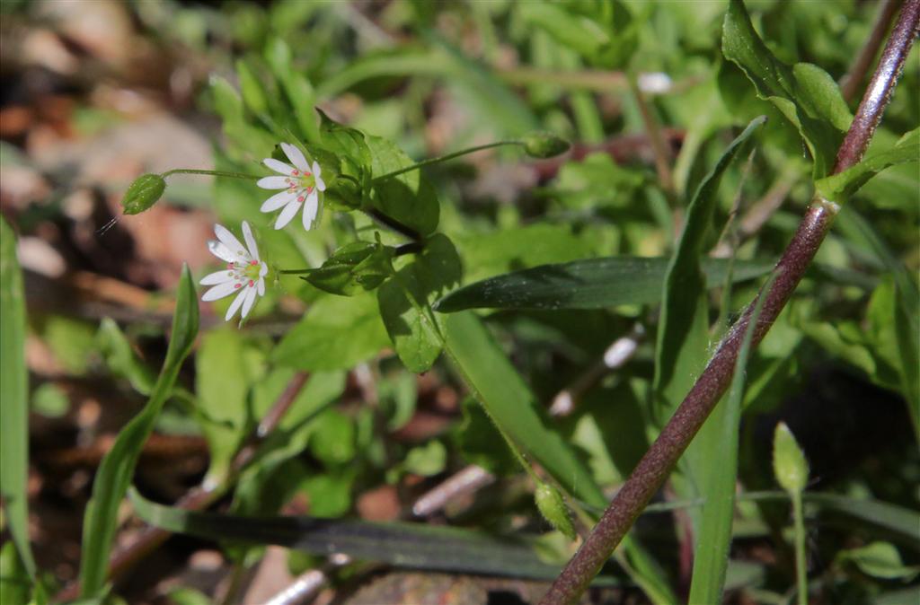 Stellaria neglecta (door Jelle Hofstra)