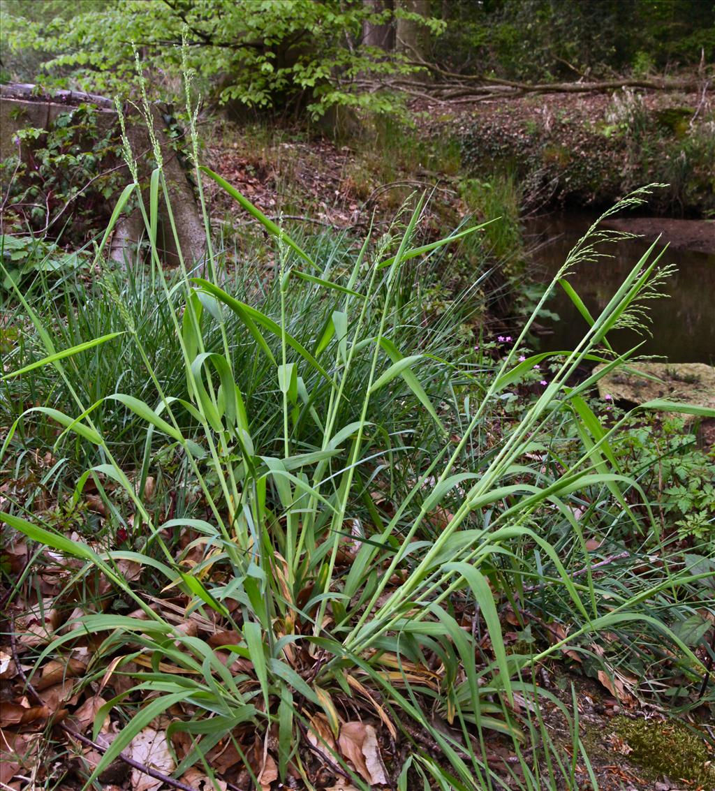 Milium effusum (door Jelle Hofstra)