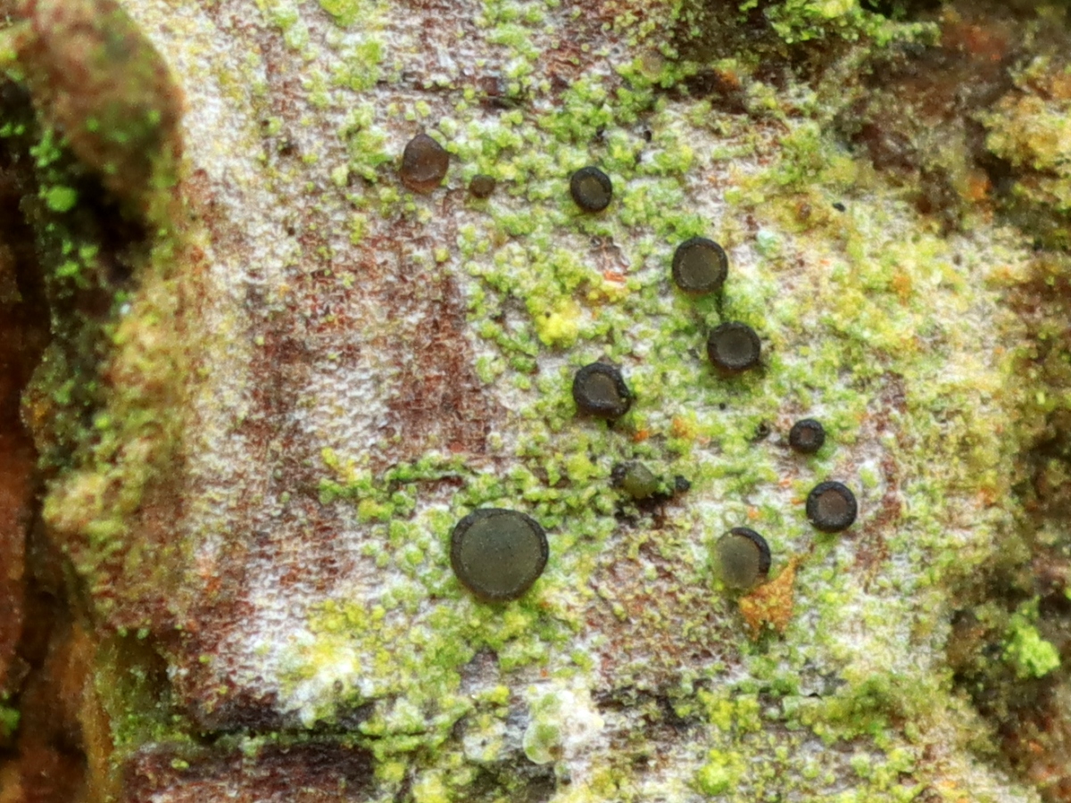 Bacidina friesiana (door Ruud van Middelkoop)