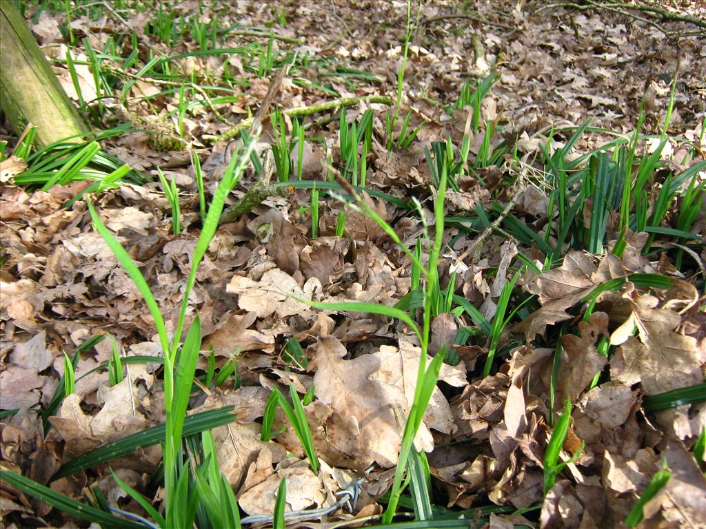 Carex pilosa (door Toon Verrijdt)