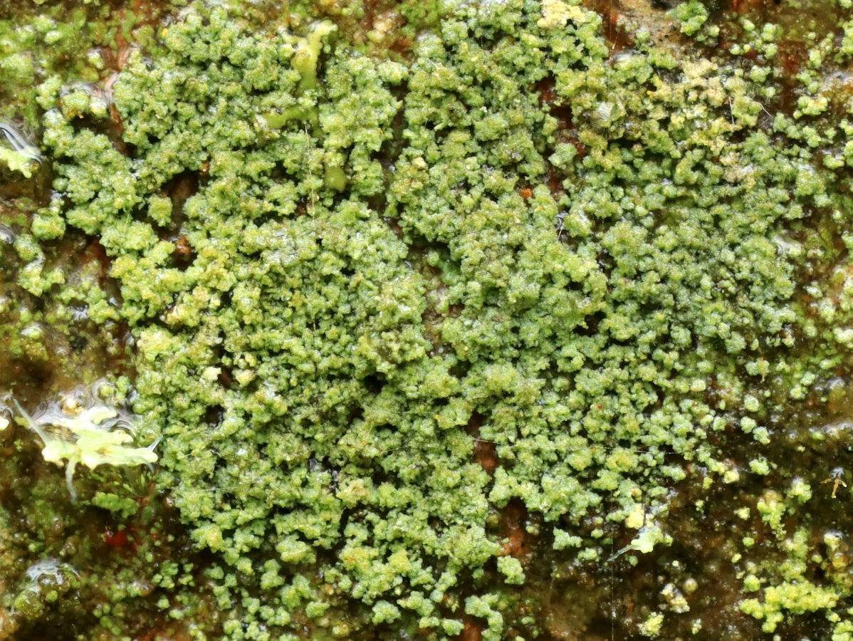 Rinodina efflorescens (door Ruud van Middelkoop)