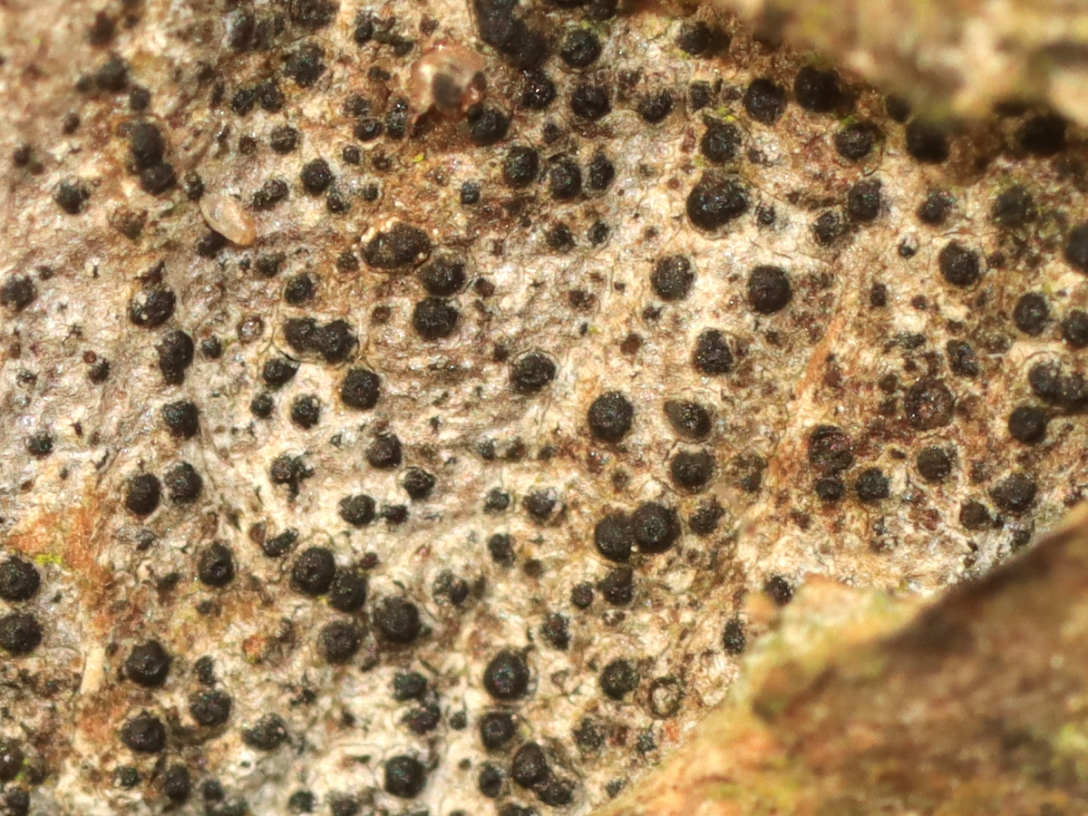 Peridiothelia fuliguncta (door Ruud van Middelkoop)