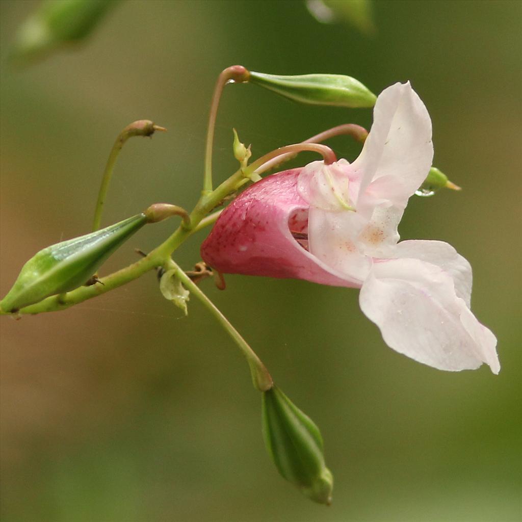 Impatiens glandulifera (door Jan Katsman)