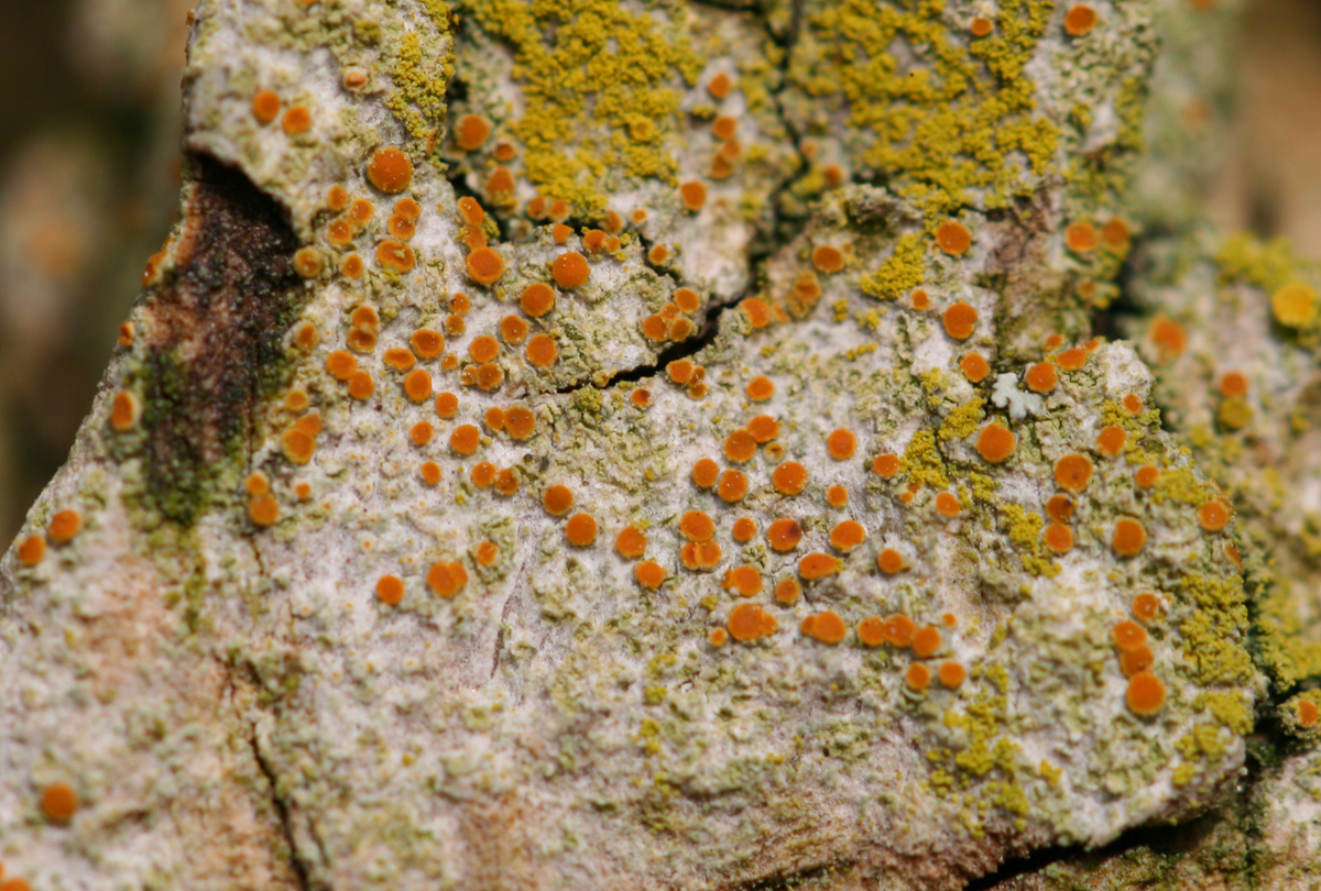 Caloplaca ulcerosa (door Menno van den Bos)