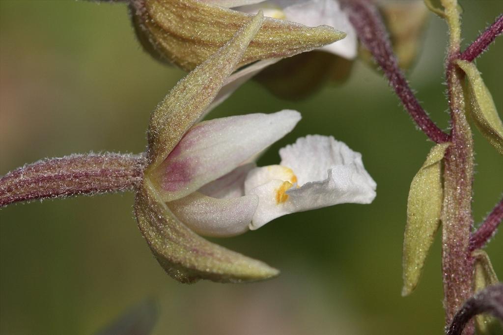 Epipactis palustris (door Edwin de Weerd)