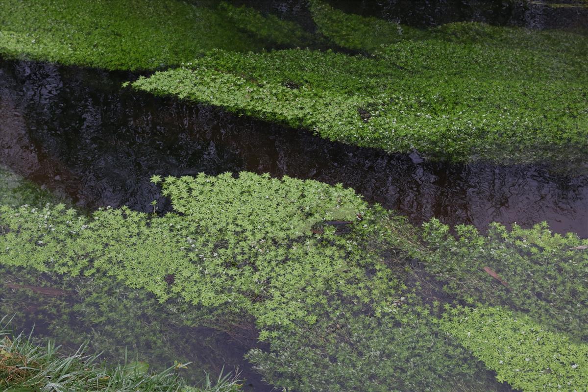 Callitriche obtusangula (door Stef van Walsum)