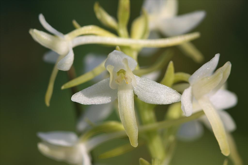 Platanthera bifolia (door Edwin de Weerd)