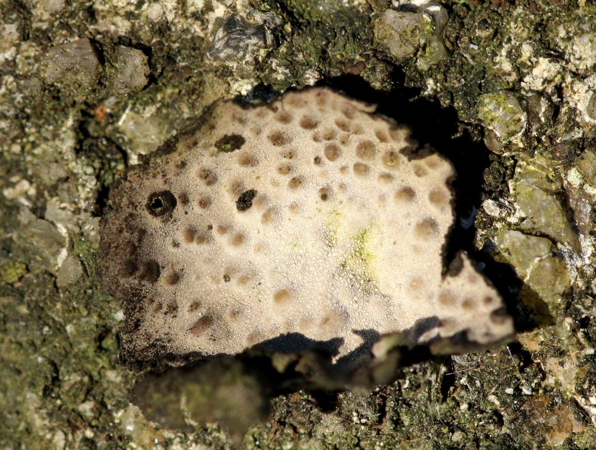 Lasallia pustulata (door Ruud van Middelkoop)
