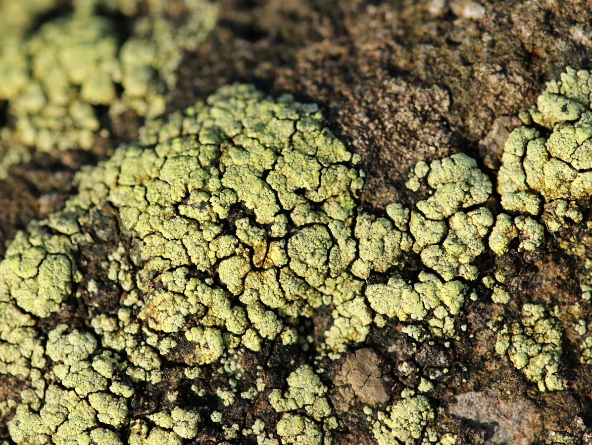 Lecanora subaurea (door Ruud van Middelkoop)