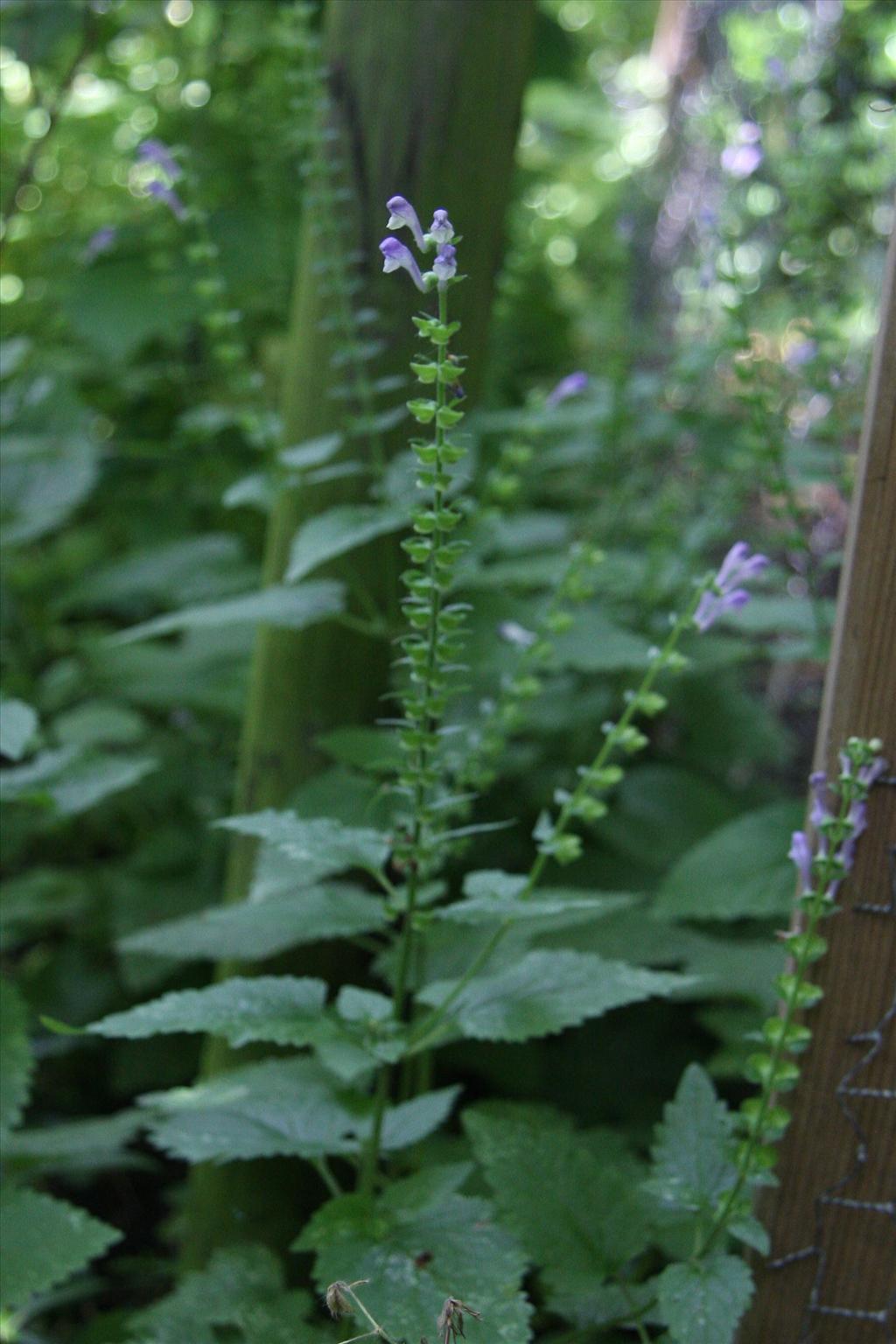 Scutellaria altissima (door Fred Bos)