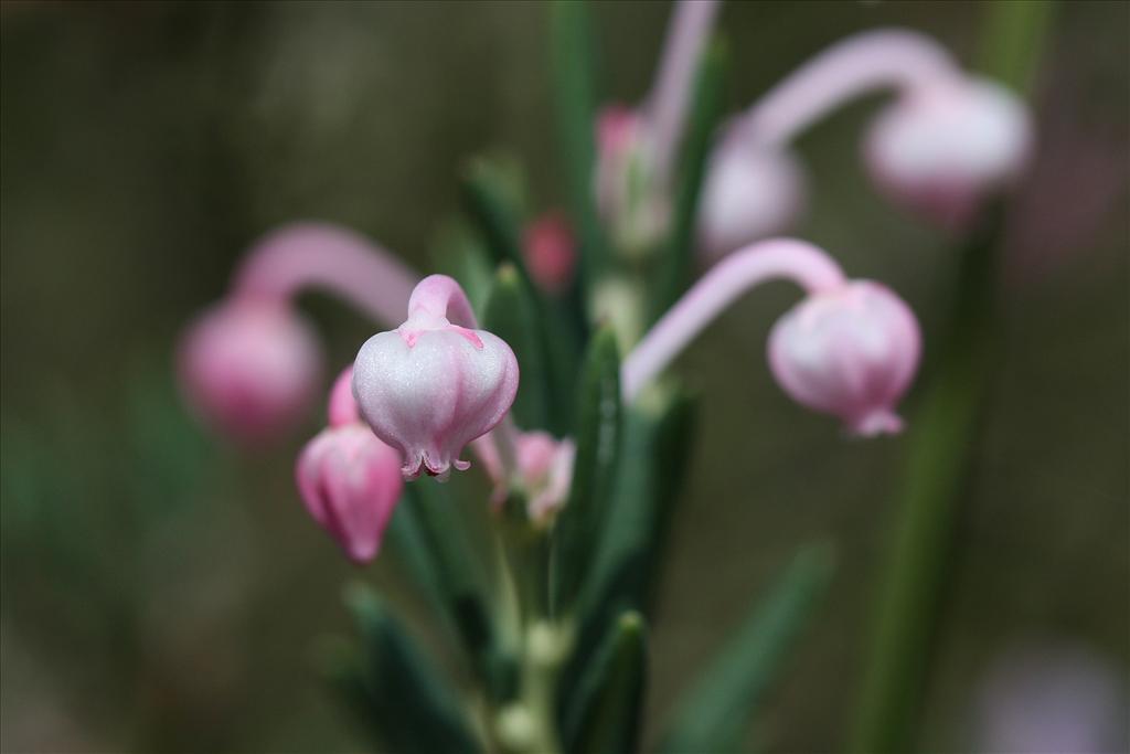 Andromeda polifolia (door Edwin de Weerd)