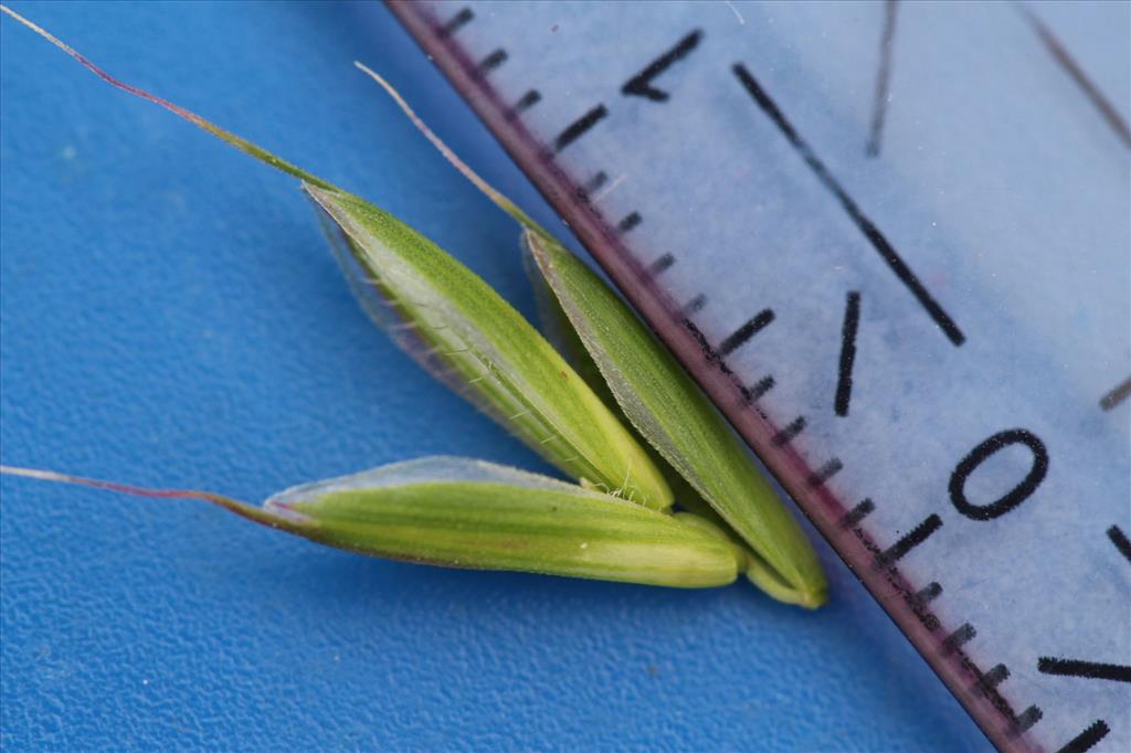 Bromus racemosus subsp. commutatus (door Niels Eimers)