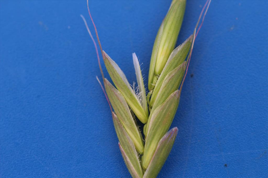 Bromus racemosus subsp. commutatus (door Niels Eimers)