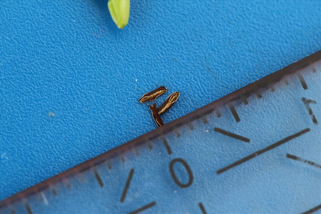 Bromus racemosus subsp. commutatus (door Niels Eimers)