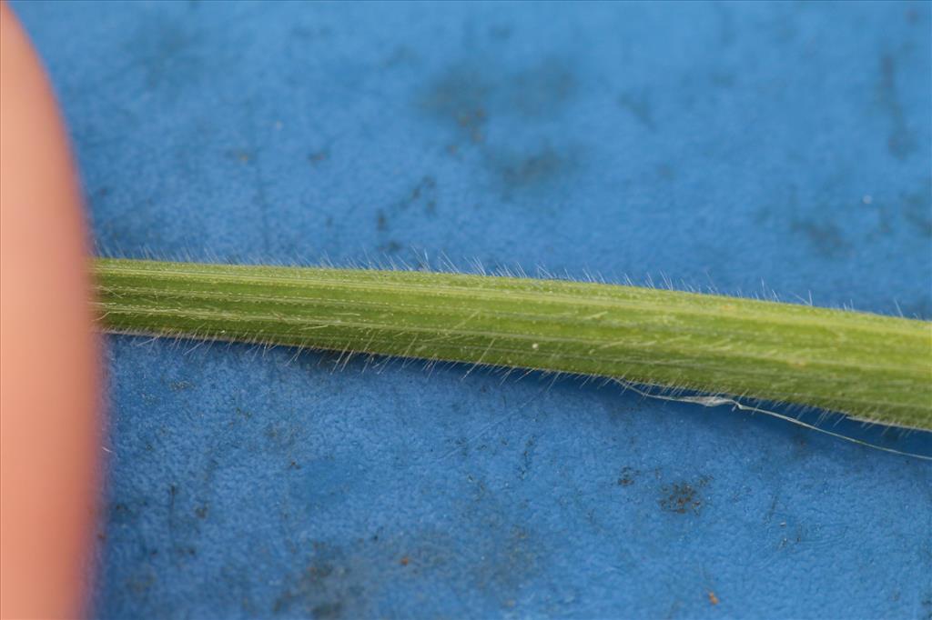 Bromus racemosus subsp. commutatus (door Niels Eimers)