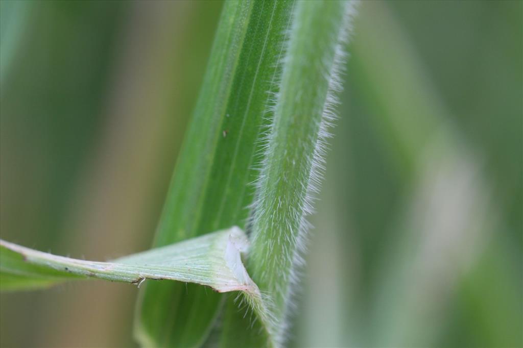 Bromus racemosus subsp. commutatus (door Niels Eimers)