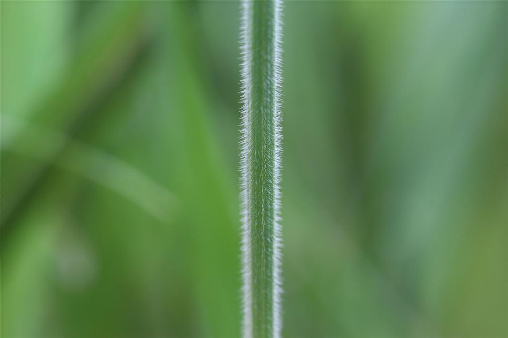 Bromus racemosus subsp. commutatus (door Niels Eimers)