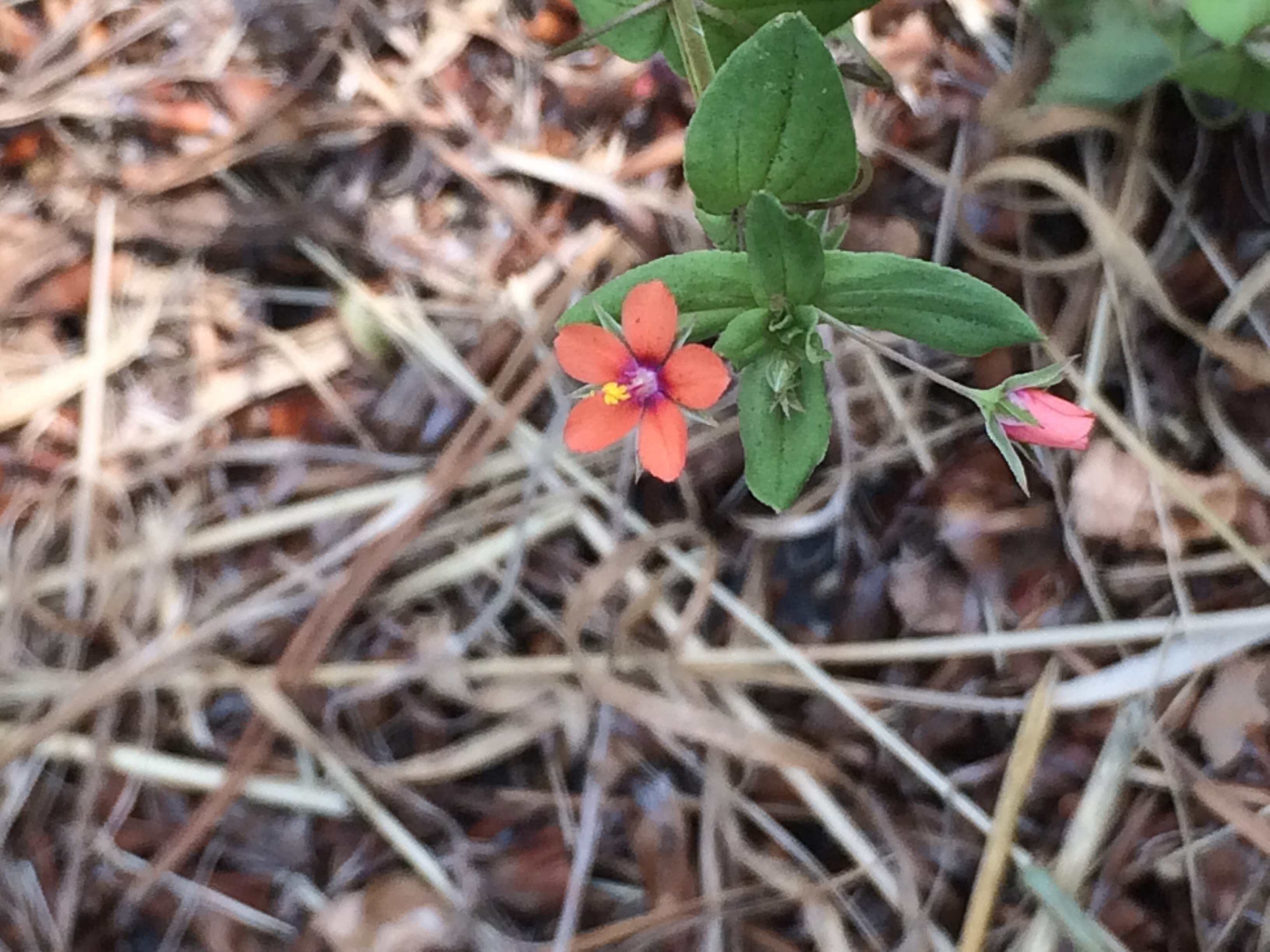 Anagallis arvensis subsp. arvensis (door Hetty Verstraaten)