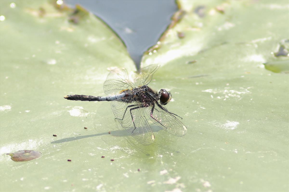 Leucorrhinia caudalis (door Niek Schrier)