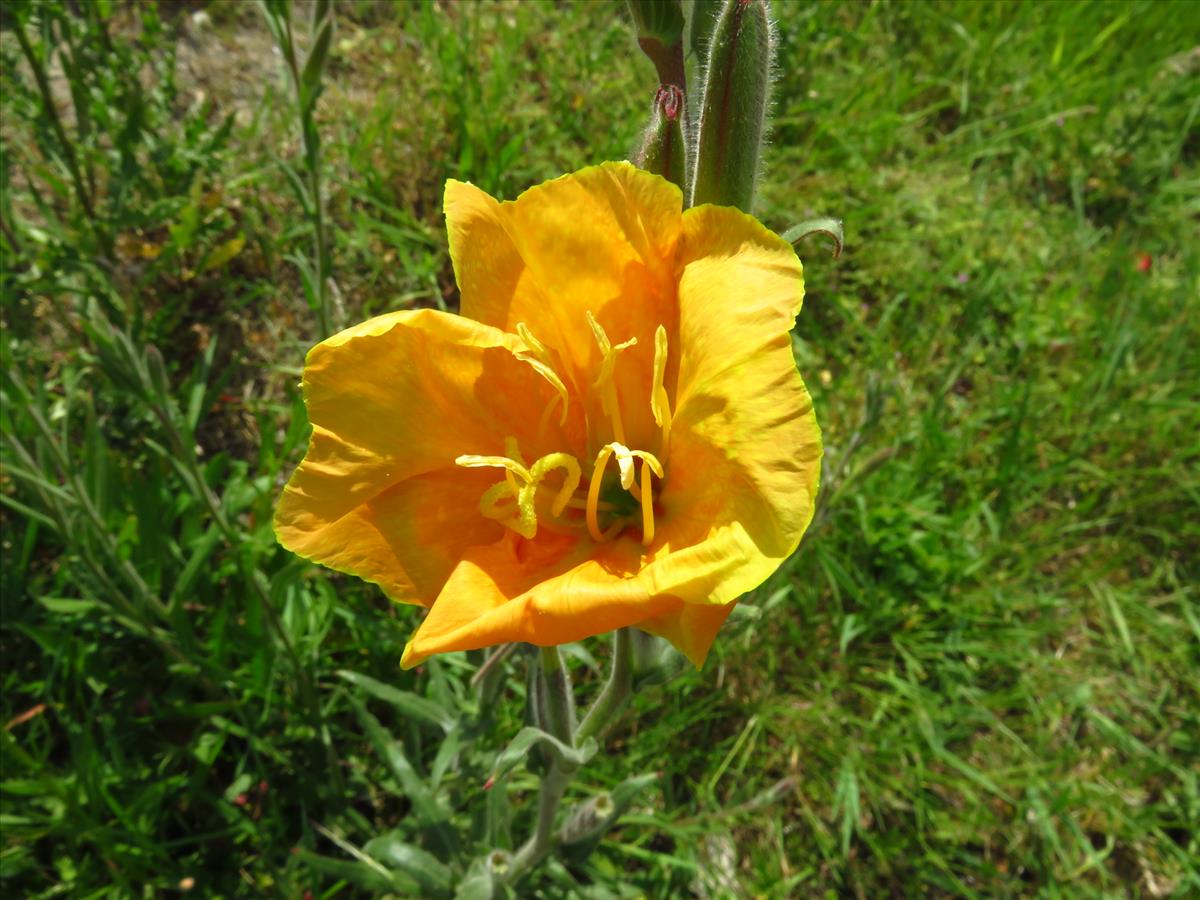 Oenothera versicolor (door Remko Andeweg)