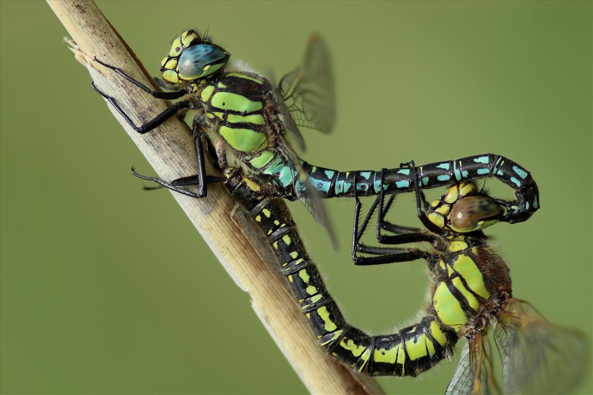 Brachytron pratense (door Niek Schrier)