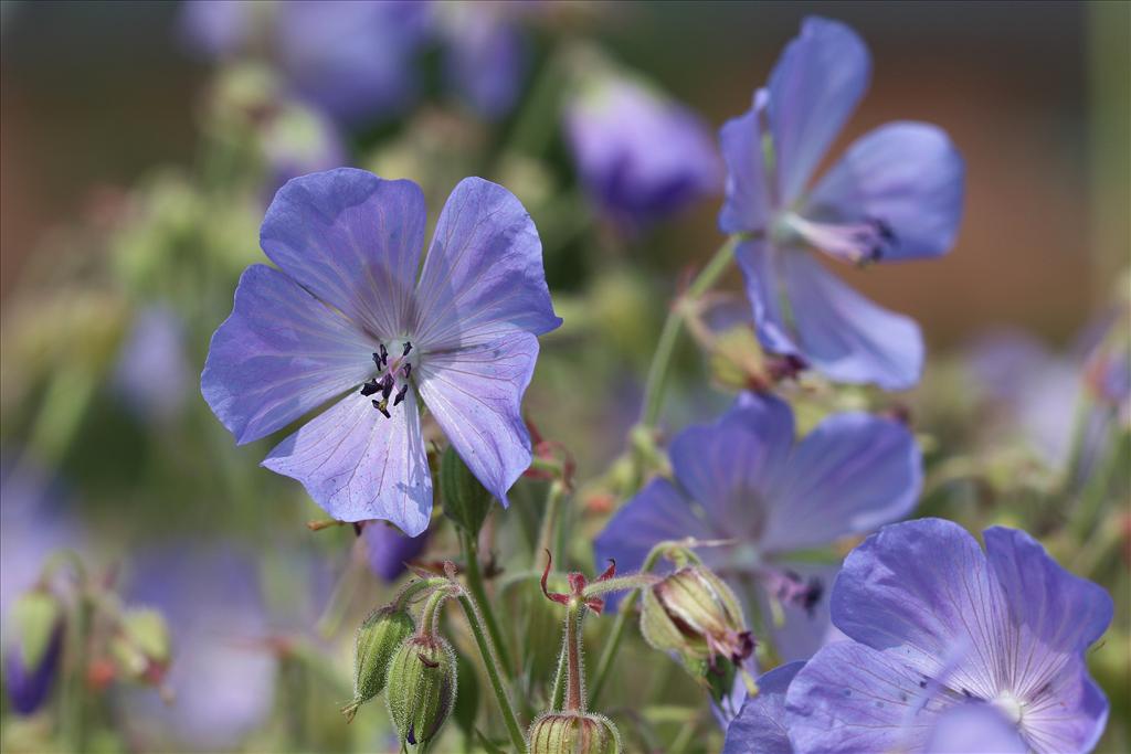 Geranium pratense (door Edwin de Weerd)