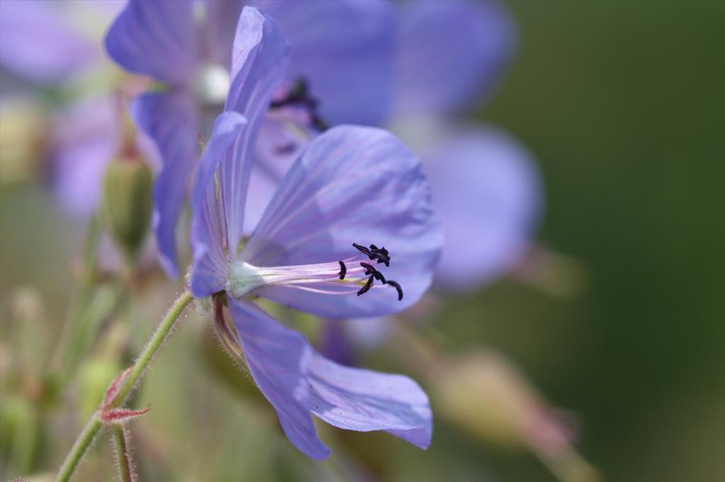 Geranium pratense (door Edwin de Weerd)