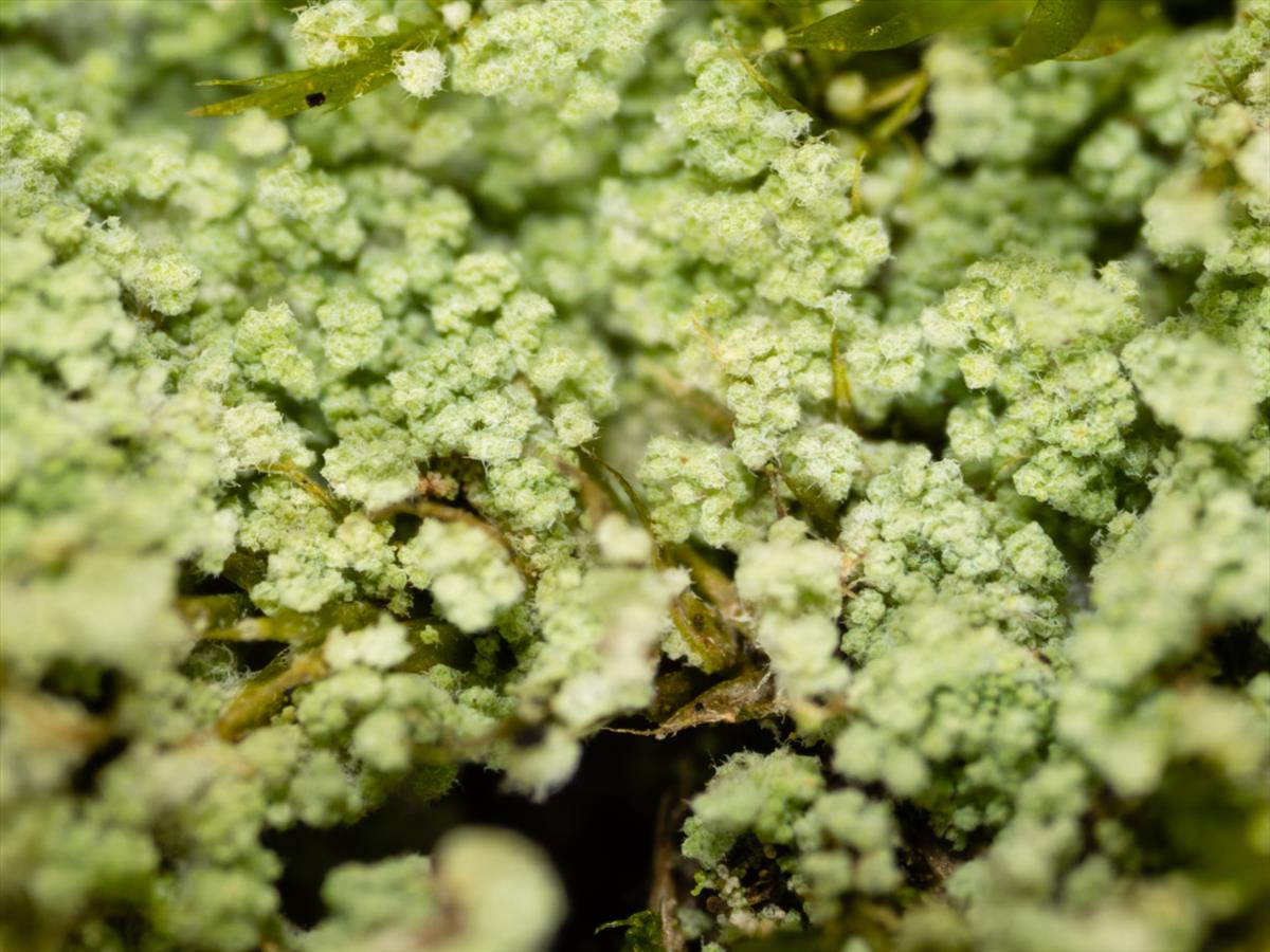 Lepraria finkii (door Matthijs Molenaar)