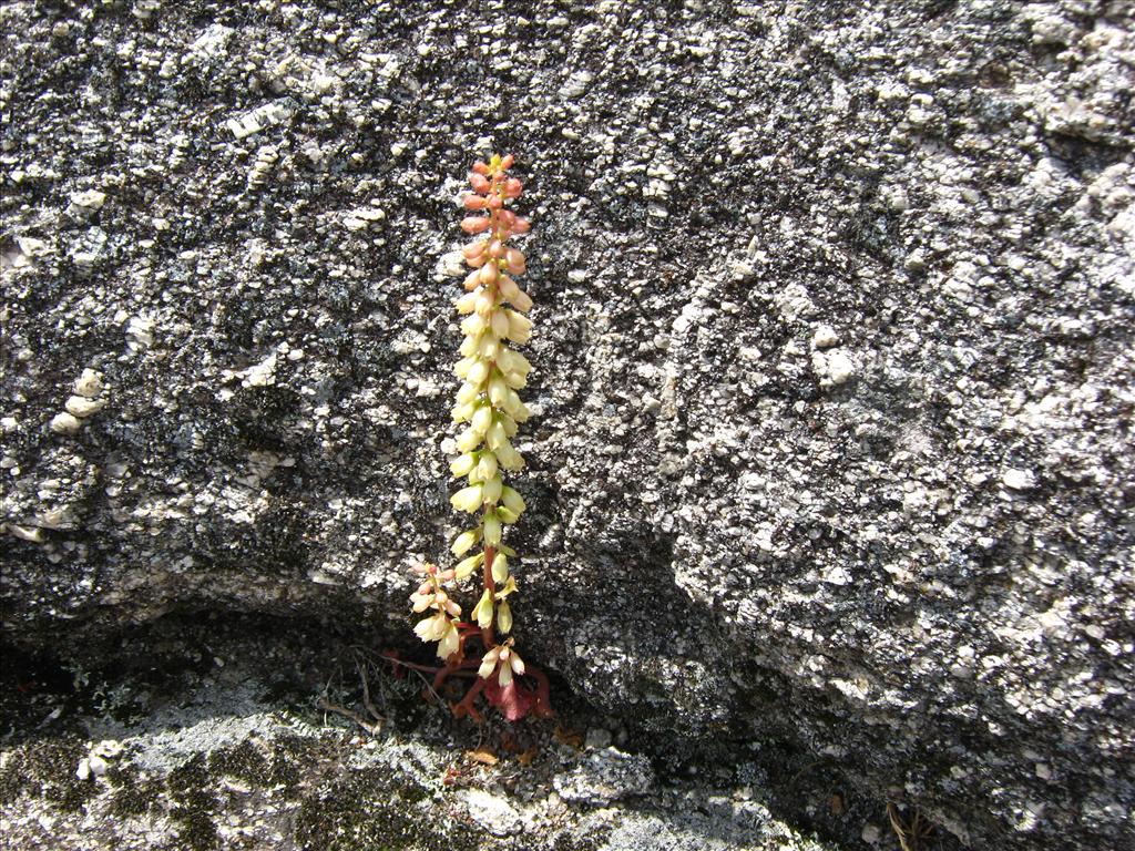 Umbilicus rupestris (door Toon Verrijdt)