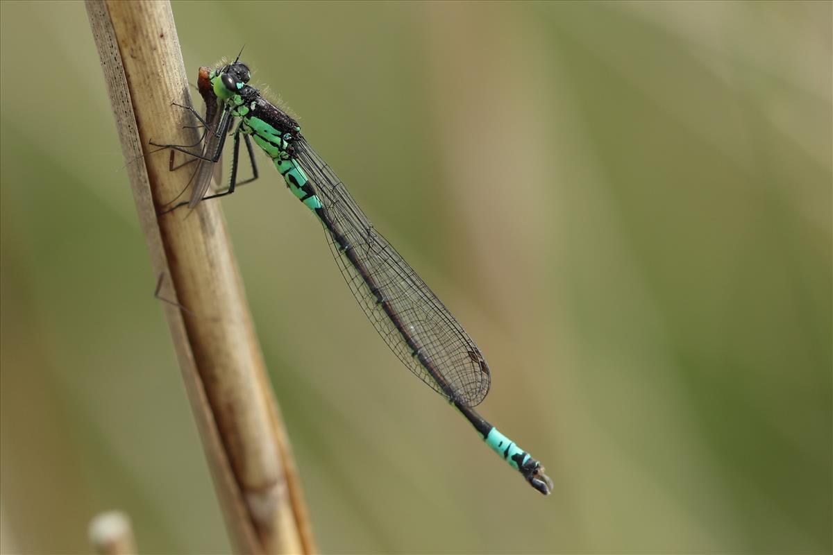 Coenagrion armatum (door Niek Schrier)