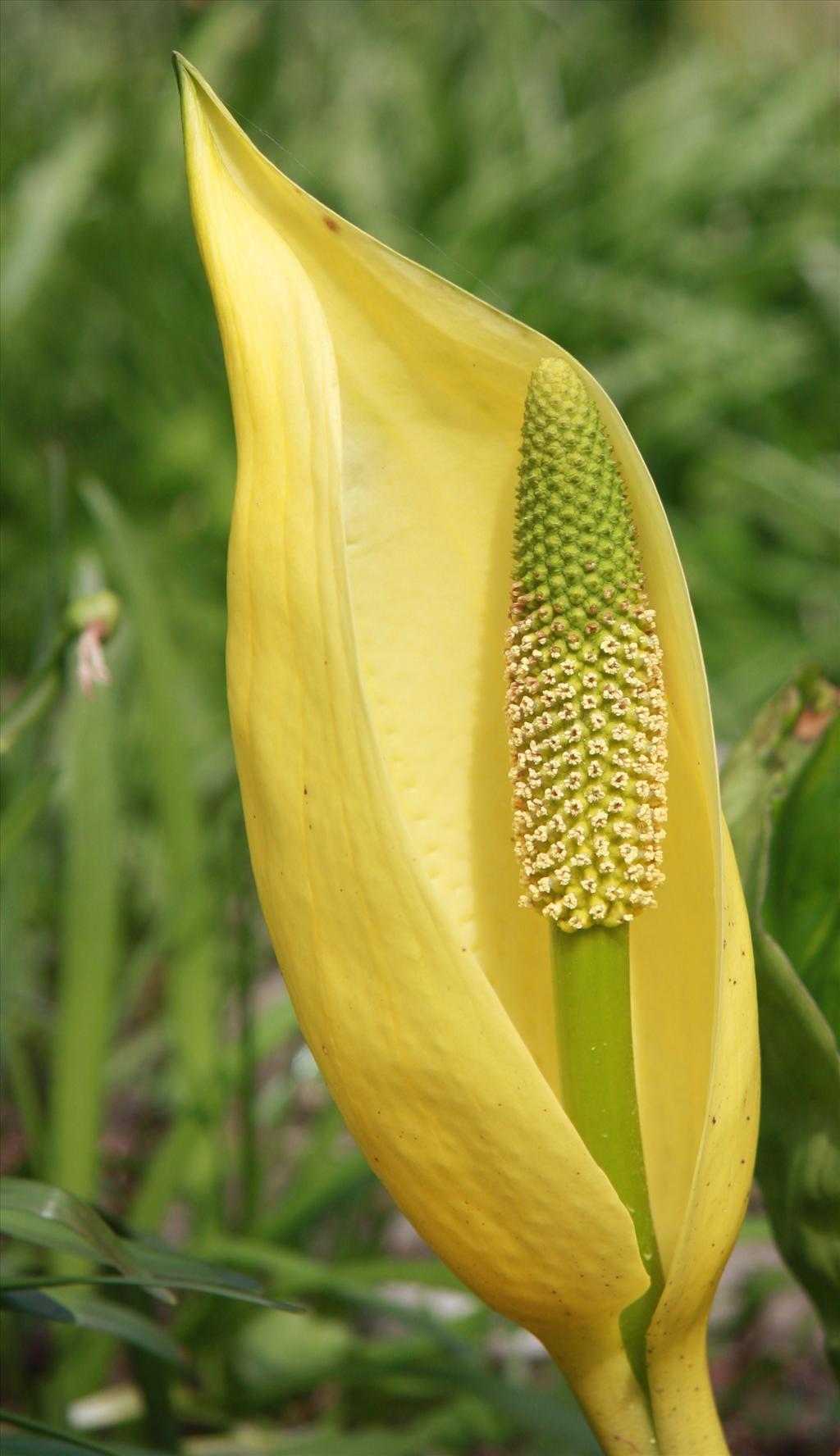 Lysichiton americanus (door Fred Bos)