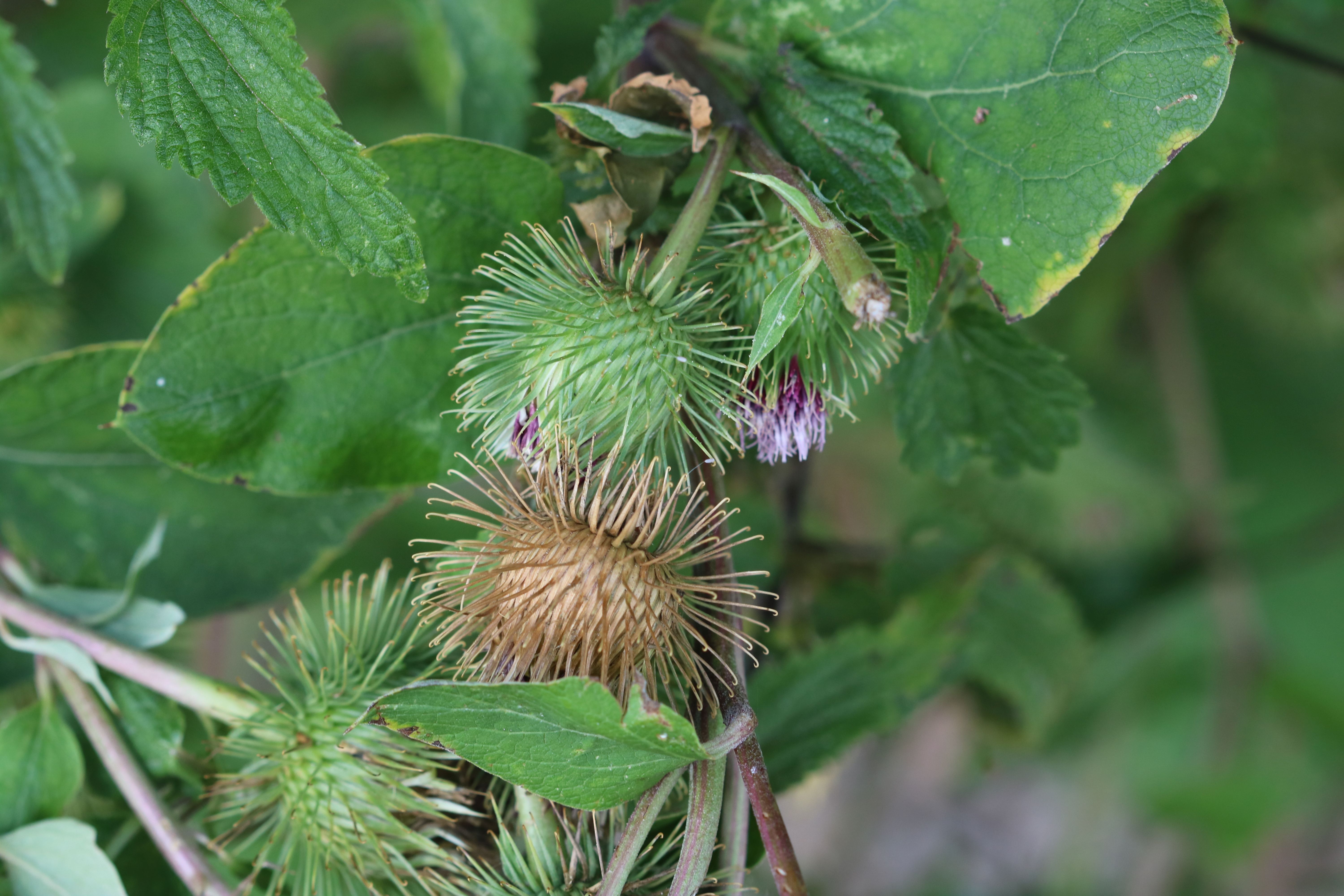 Arctium lappa (door Vera Vandenbulcke)