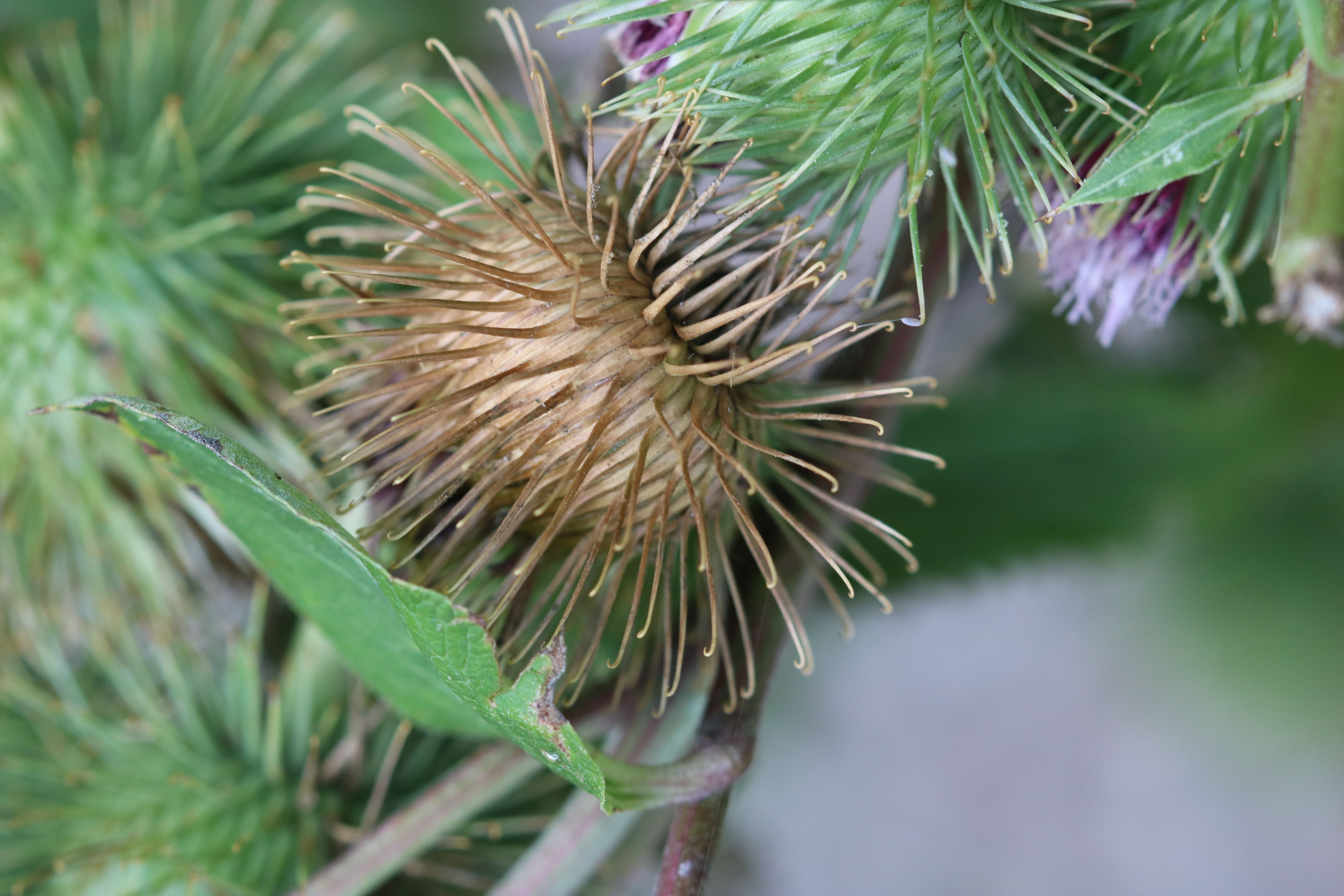 Arctium lappa (door Vera Vandenbulcke)