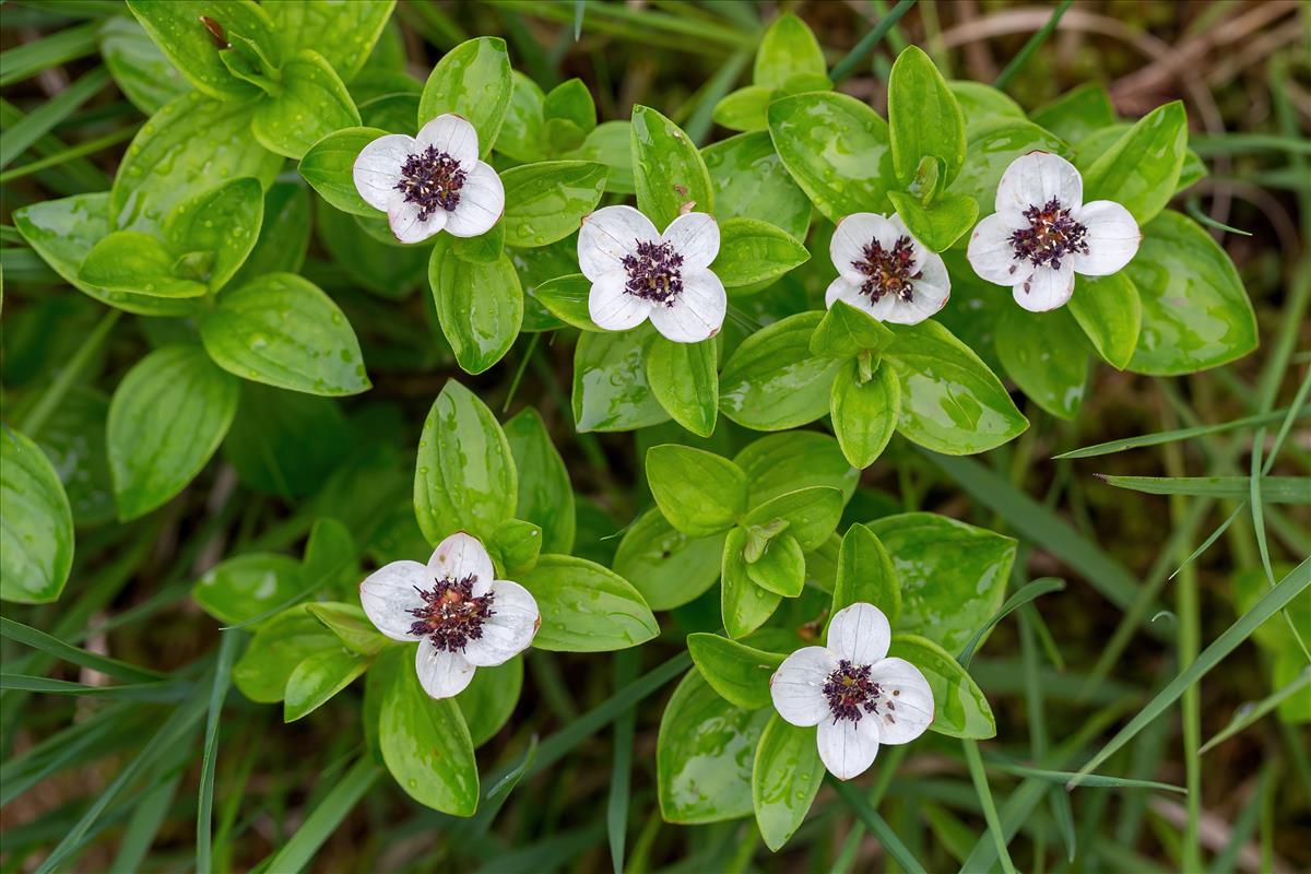 Cornus suecica (door Bert Blok)