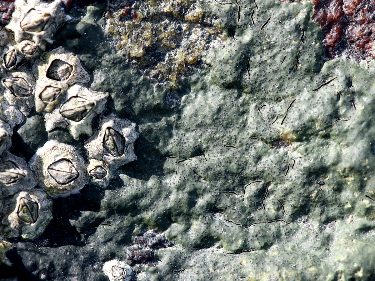 Wahlenbergiella mucosa (door Ruud van Middelkoop)