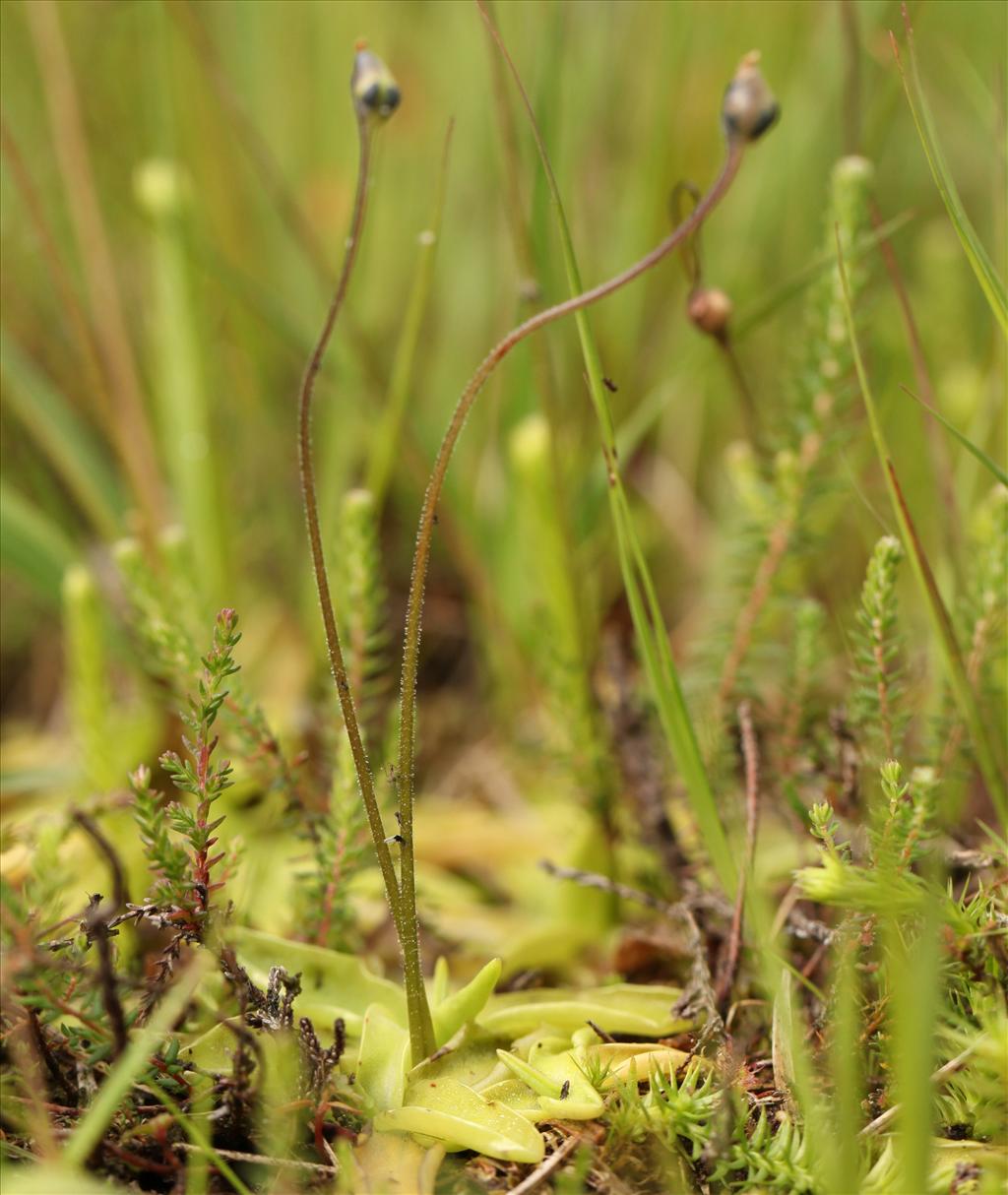 Pinguicula vulgaris (door Jan Katsman)