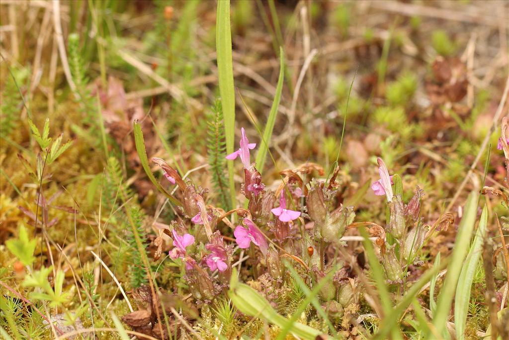 Pedicularis sylvatica (door Jan Katsman)