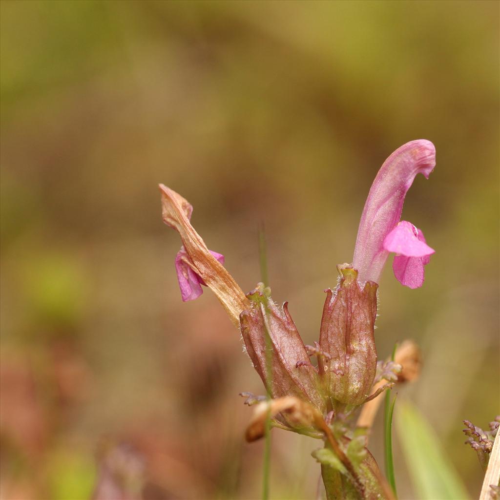 Pedicularis sylvatica (door Jan Katsman)