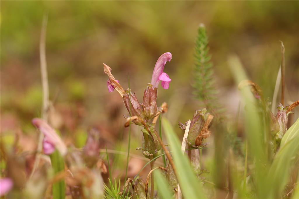 Pedicularis sylvatica (door Jan Katsman)