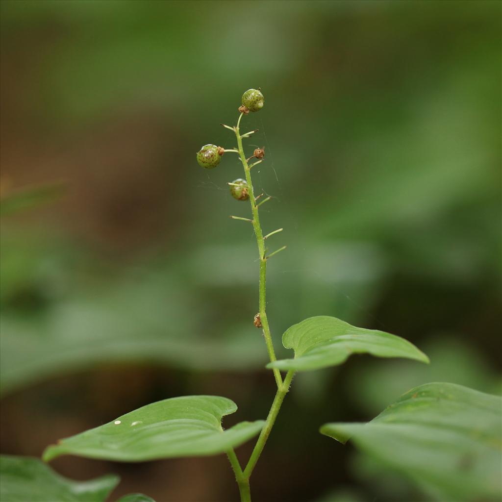 Maianthemum bifolium (door Jan Katsman)