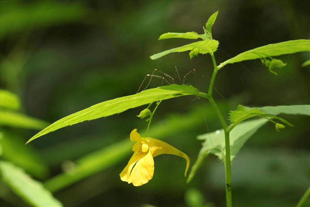 Impatiens noli-tangere (door Jan Katsman)