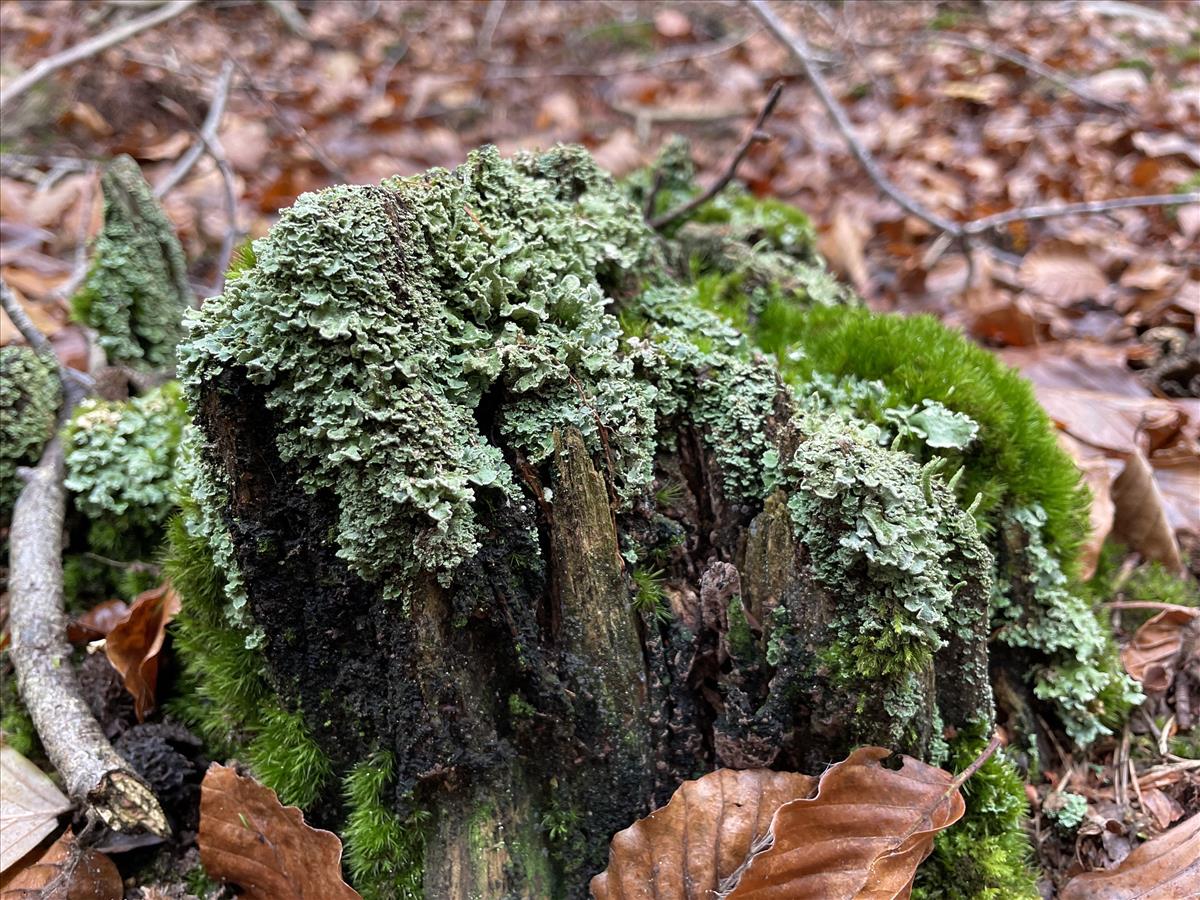 Cladonia digitata (door Stephan Rütten)