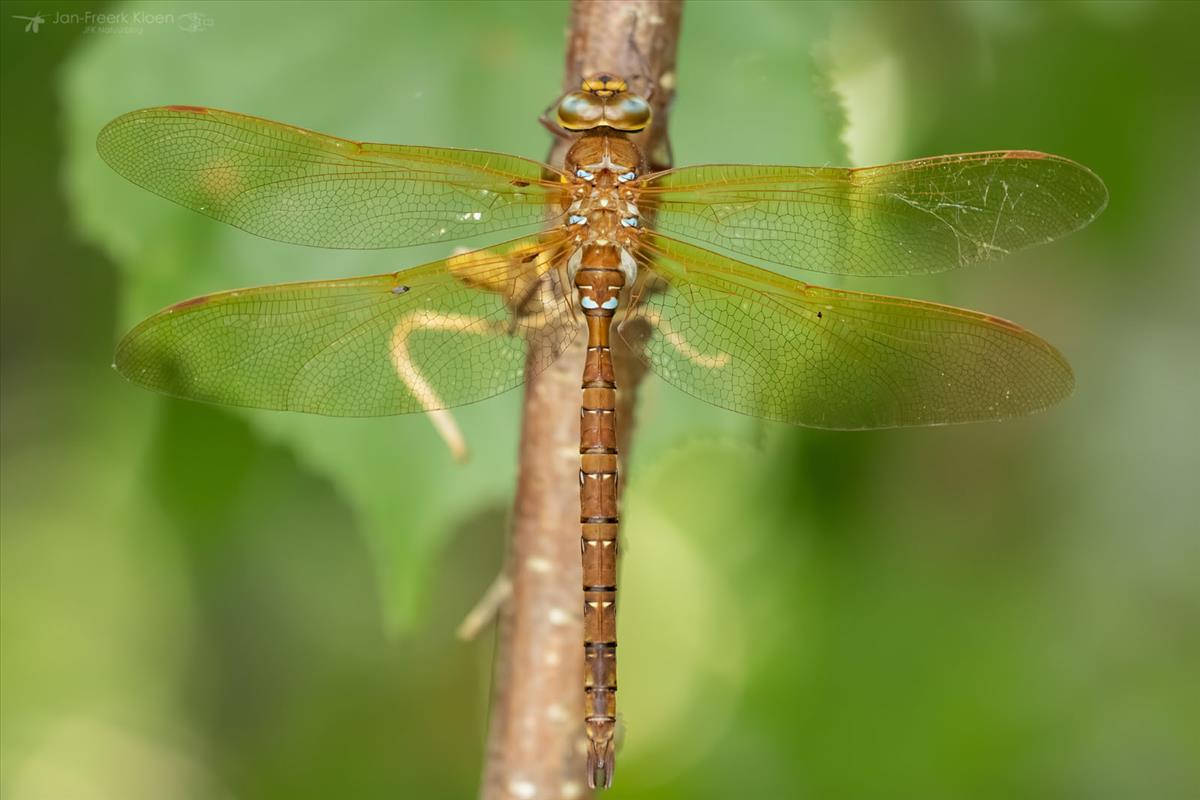 Aeshna grandis (door Jan-Freerk Kloen)