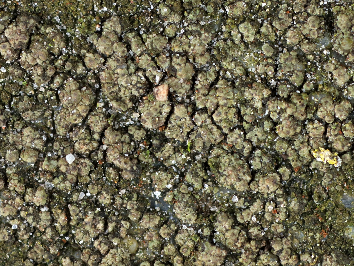 Verrucaria obfuscans (door Ruud van Middelkoop)