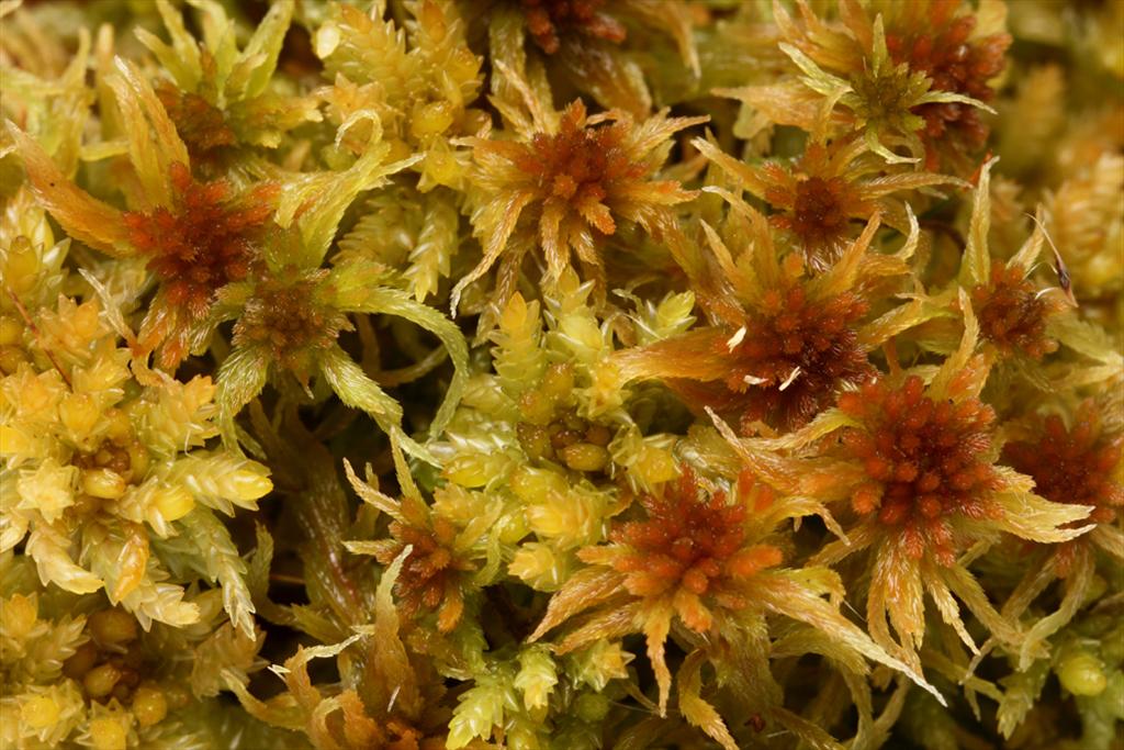 Sphagnum angustifolium (door Klaas van der Veen)