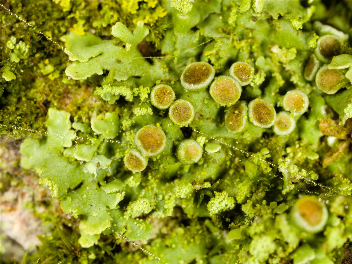 Physciella chloantha (door Matthijs Molenaar)