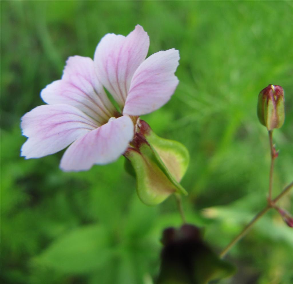 Vaccaria hispanica (door Gertjan van Noord)