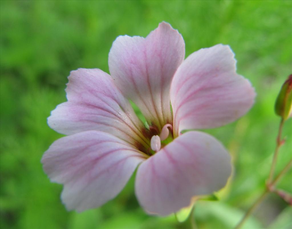 Vaccaria hispanica (door Gertjan van Noord)