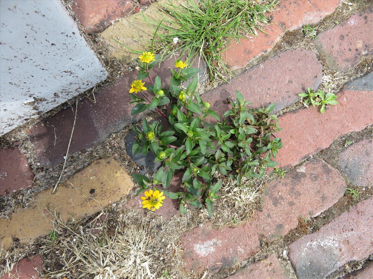 Sanvitalia procumbens (door Frank van Gessele)