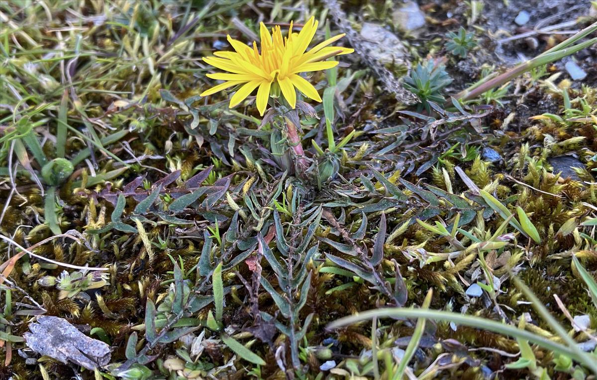 Taraxacum lacistophyllum (door Jelle J. Hofstra)